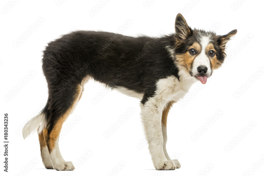 Side view of a Border collie making a face, isolated on white