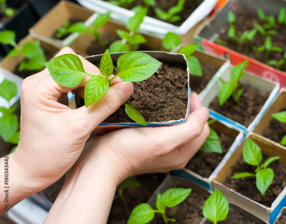 Fotografie seedling in female hands
