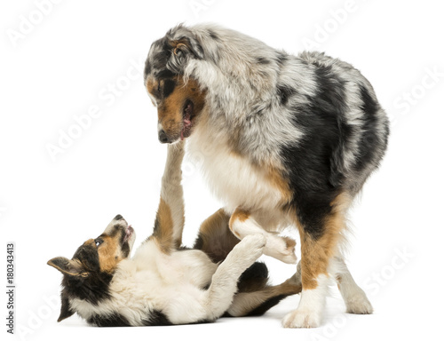 Border collie and Australian Shepherd playing together, isolated on white