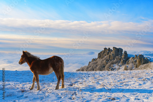 Horses in the mountains are looking for food under the snow. © Vitalfoto
