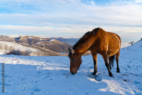 Horses in the mountains are looking for food under the snow.