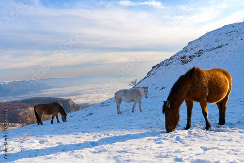 Horses in the mountains are looking for food under the snow.