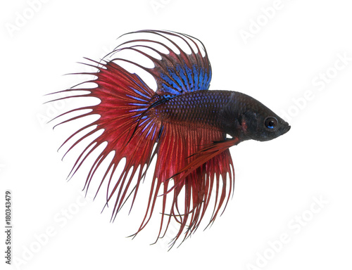 Side view of a Siamese fighting fish, Betta splendens, isolated