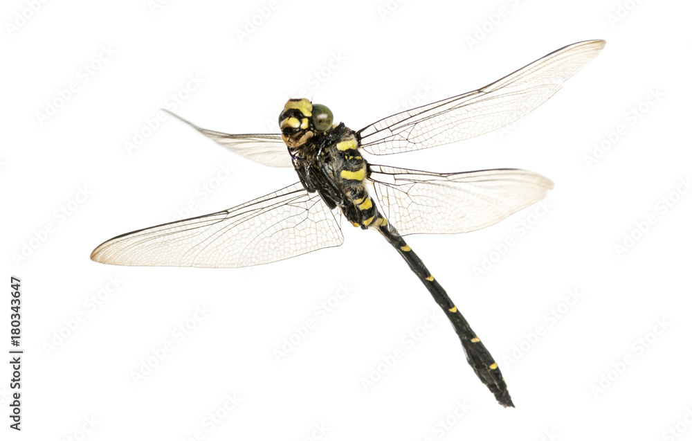Flying Cordulegaster bidentata viewed from below, isolated on wh Flying Cordulegaster bidentata viewed from below, isolated on wh