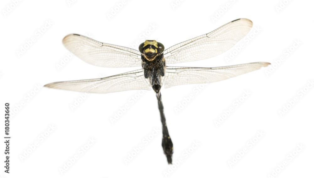 Flying Cordulegaster bidentata viewed from below, isolated on wh Flying Cordulegaster bidentata viewed from below, isolated on wh