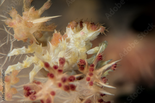 soft coral crab © Subphoto