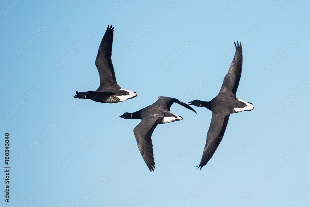 Brent Goose, Branta bernicla - Dawlish Warren, England Brent Goose, Branta bernicla - Dawlish Warren, England