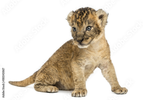 Lion cub sitting , 16 days old, isolated on white
