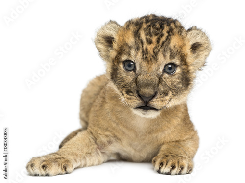 Lion cub,  lying down, 16 days old, isolated on white
