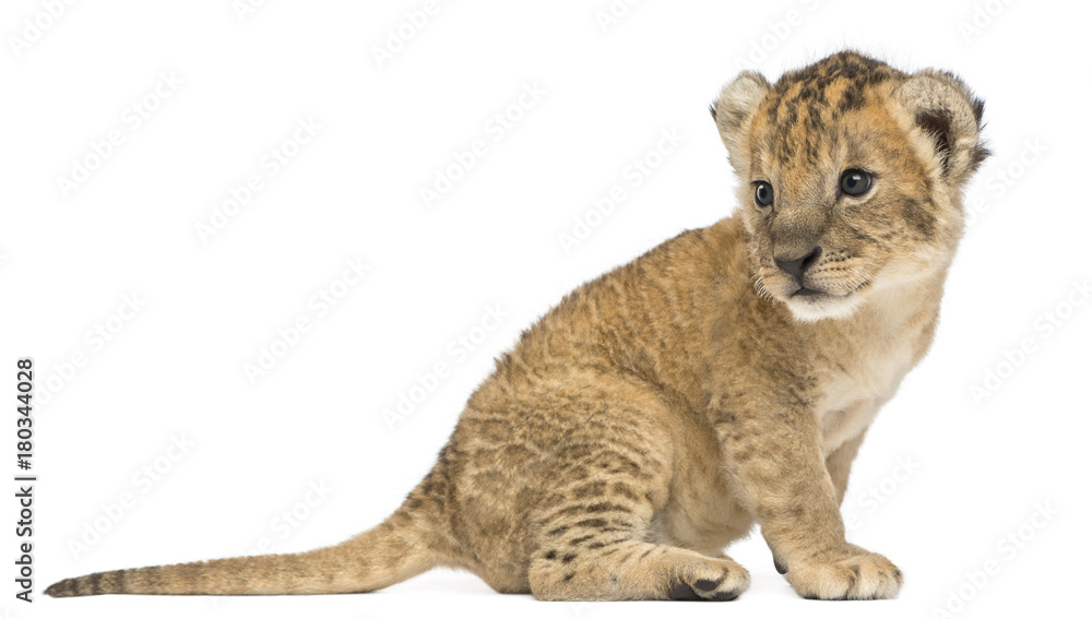 Obraz premium Side view of a Lion cub sitting, looking backwards, 16 days old, isolated on white