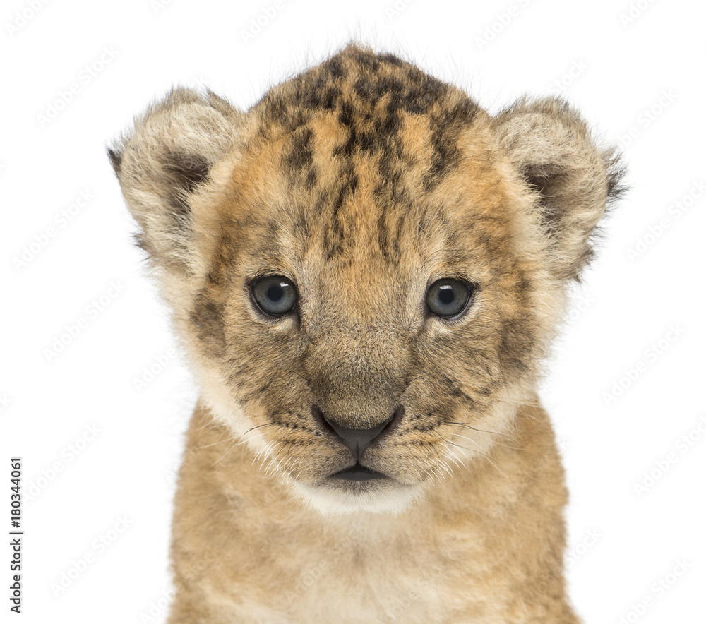 Close-up of a Lion cub, 16 days old, isolated on white