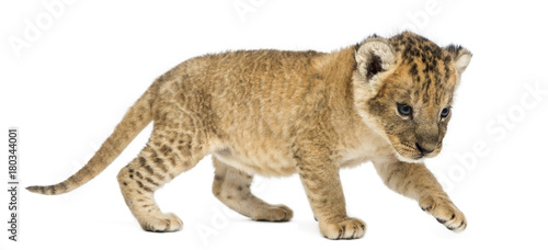 Fototapeta Naklejka Na Ścianę i Meble -  Side view of a Lion cub prowling,16 days old, isolated on white