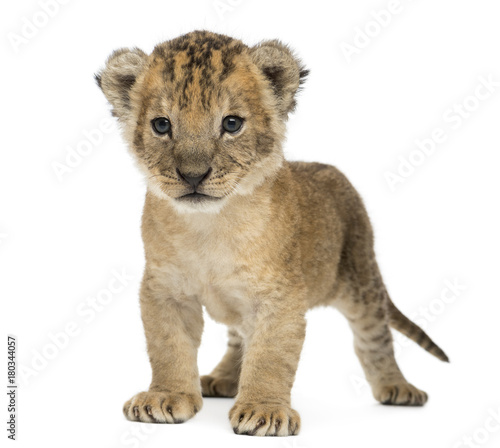 Fototapeta Naklejka Na Ścianę i Meble -  Lion cub standing, 16 days old, isolated on white