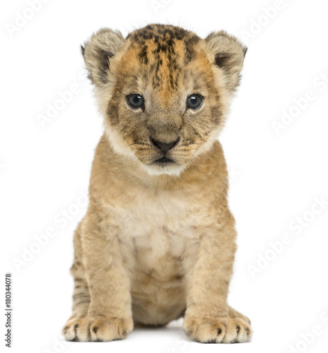 Murais de parede Lion cub sitting, looking at the camera, 16 days old, isolated on white