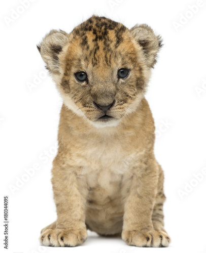 Lion cub, 4 weeks old, isolated on white