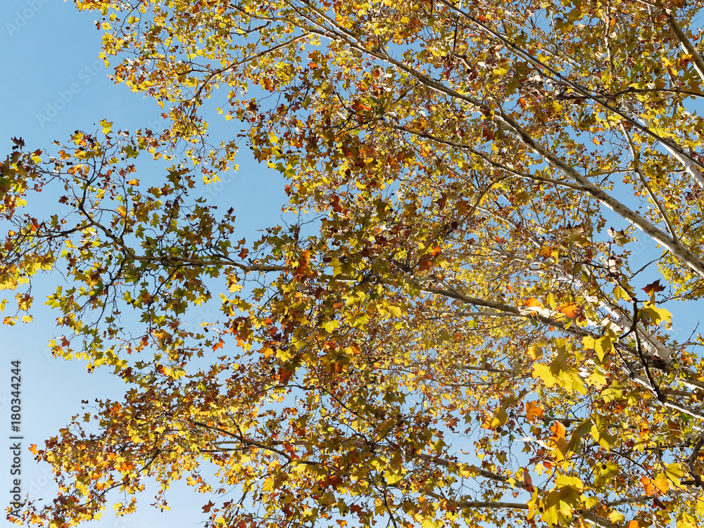 autumn foliage autumn foliage