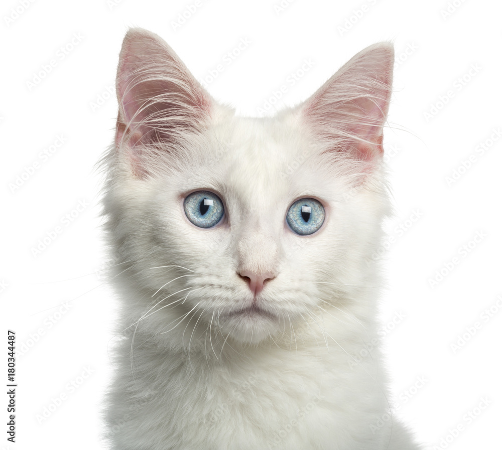 Fototapeta premium Close-up of a Main coon kitten, 4 months, isolated on white
