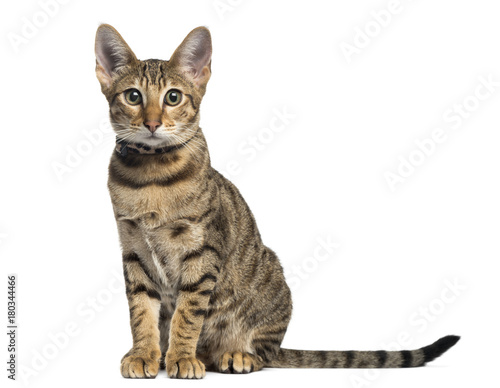 Front view of a Savannah sitting, isolated on white