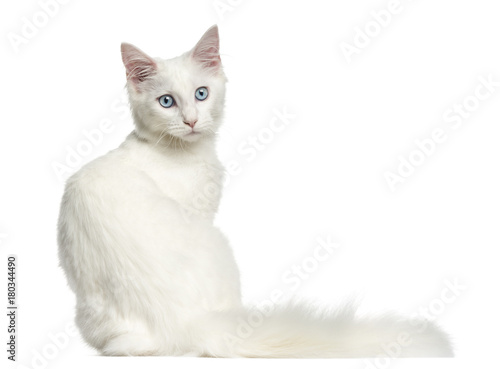 Fototapeta Naklejka Na Ścianę i Meble -  Rear view of a Main coon kitten sitting, looking backwards, 4 months, isolated on white