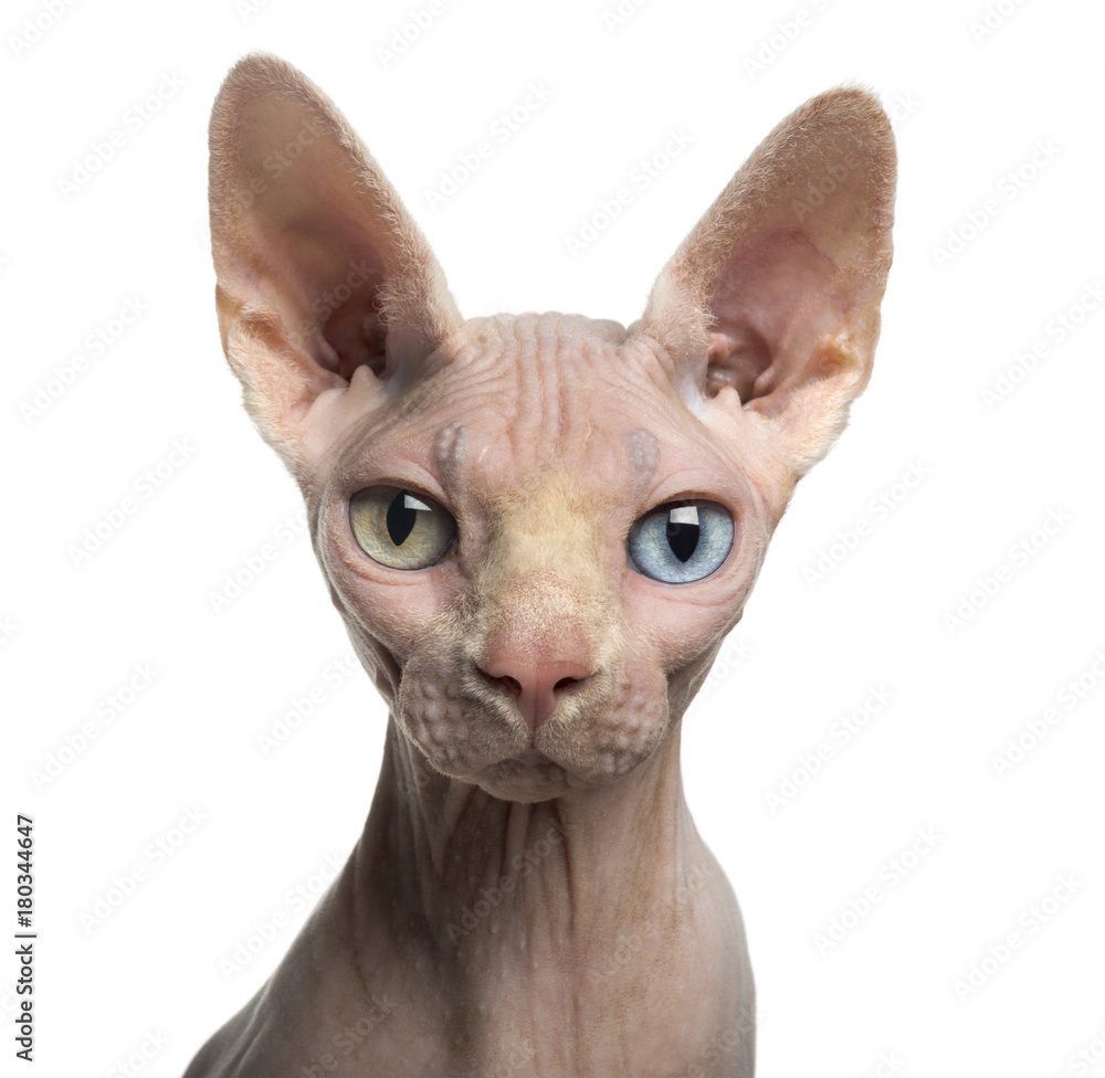 Close-up of a Sphynx looking at the camera, with wall eyes, 4 years old, isolated on white