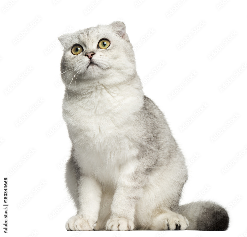 Scottish Fold sitting, looking up, 7 months old, isolated on white