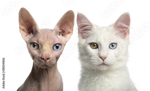 Fototapeta Naklejka Na Ścianę i Meble -  Close-up of a Main coon kitten and a Sphynx