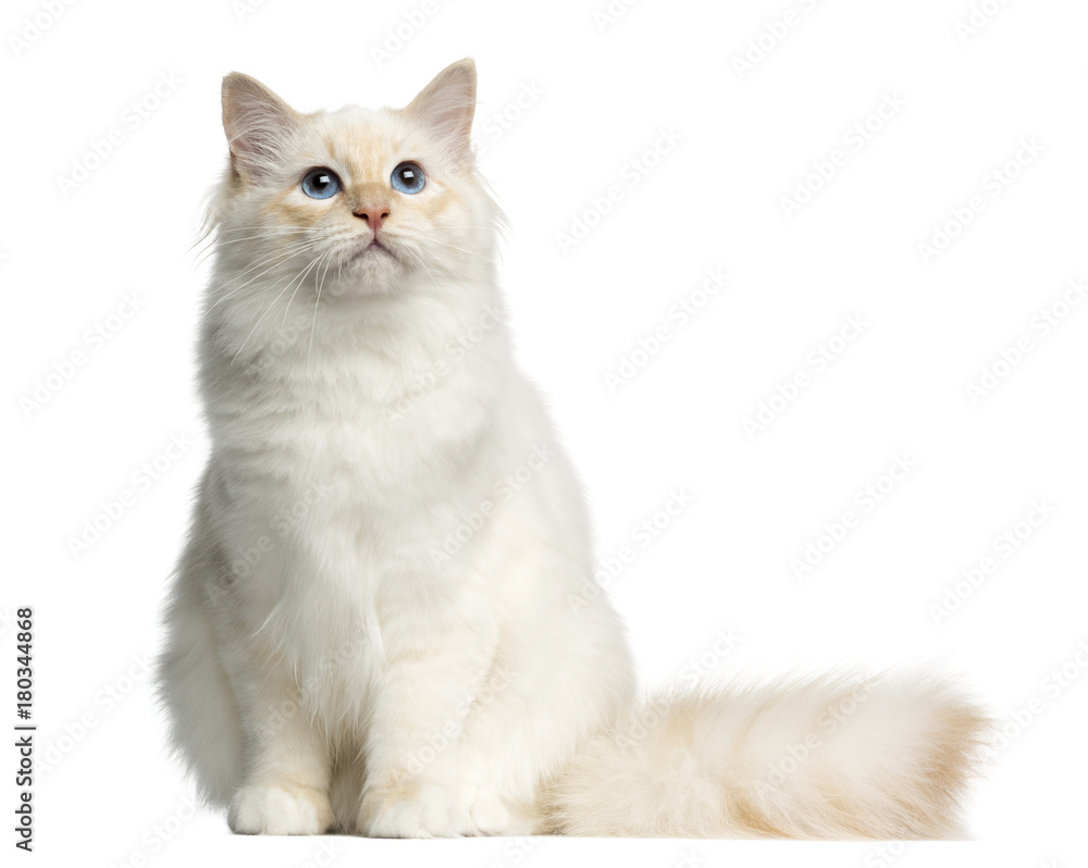 Front view of a Birman cat sitting, isolated on white