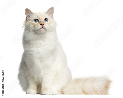 Front view of a Birman cat sitting, isolated on white