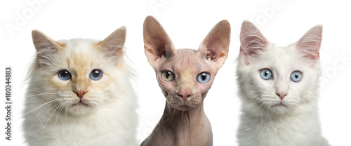 Close-up of a Birman cat, a Main coon kitten and a Sphynx