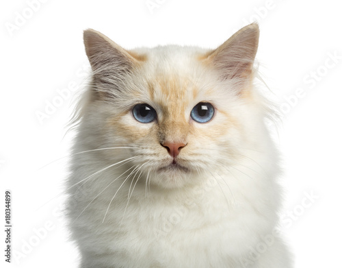 Fototapeta Naklejka Na Ścianę i Meble -  Close-up of a Birman cat, looking at the camera, isolated on white
