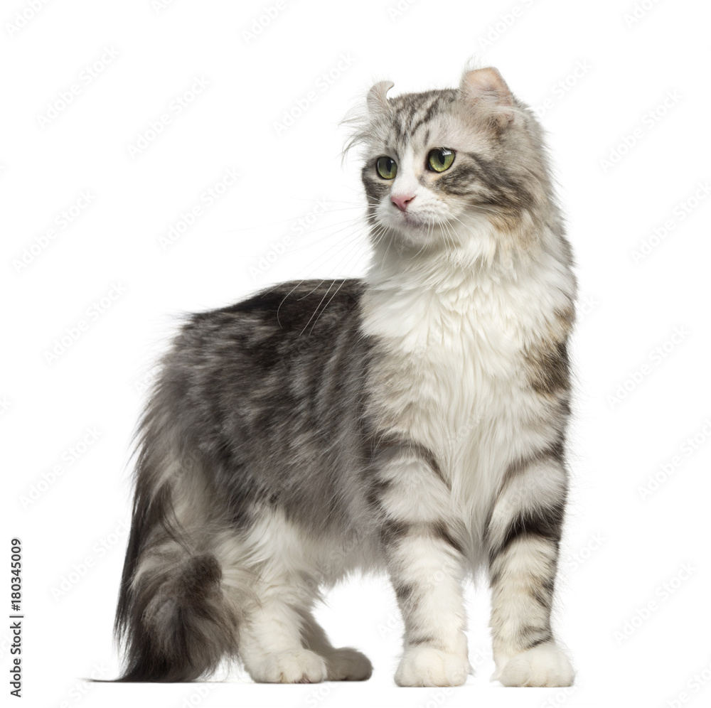 American Curl standing, isolated on white