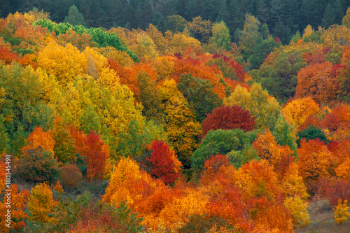 autumn forest