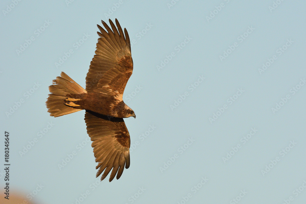 Obraz premium Western Marsh-harrier (Circus aeruginosus), Crete
