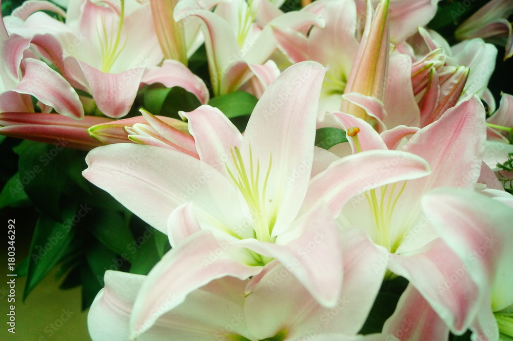 Obraz premium Lily, it's beautiful