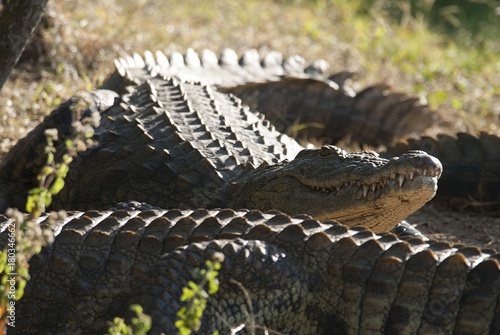 Nile Crocodryle