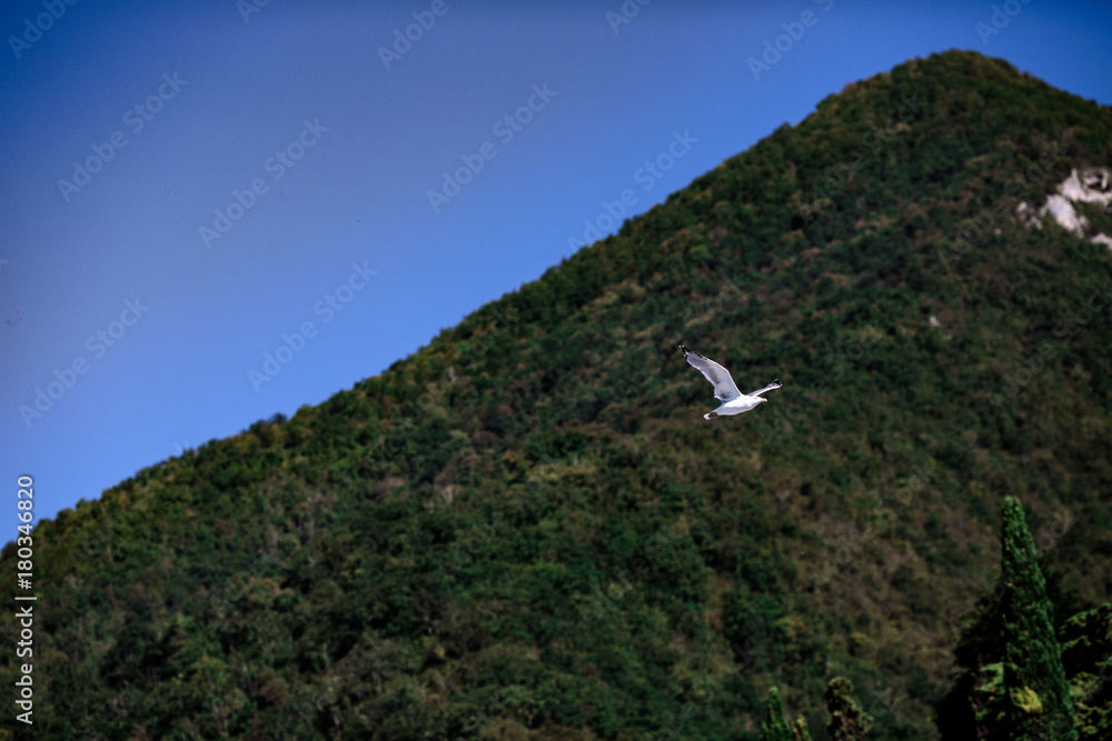 beautiful sea gull flying against the backdrop of mountains beautiful sea gull flying against the backdrop of mountains