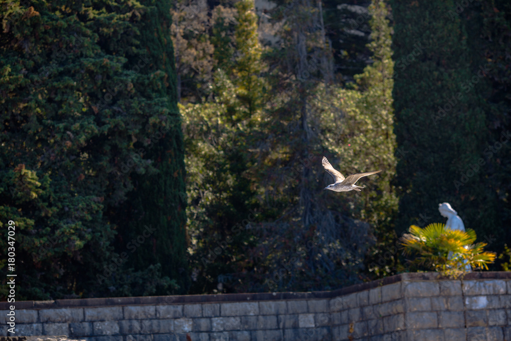 Fototapeta premium a flying gull in the background of trees