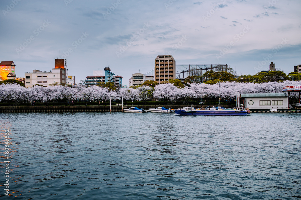 Obraz premium Blossom trees near river, Osaka