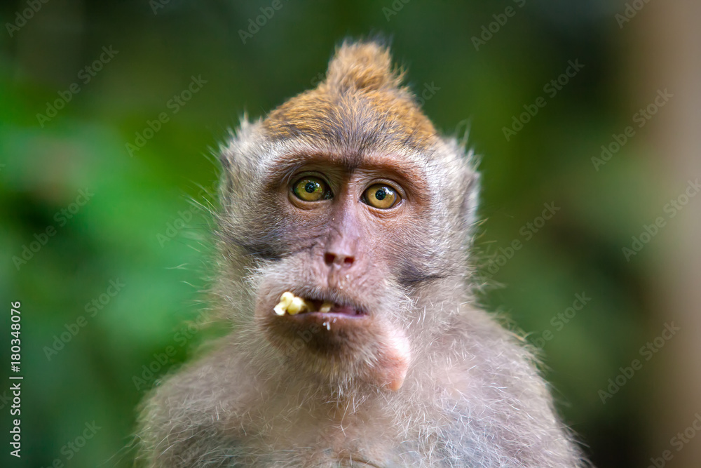 Portrait of a funny hungry macaque with a mouthful of banana looks with a  request in the frame. Cute monkeys lives in Ubud Monkey Forest, Bali,  Indonesia. Photos | Adobe Stock