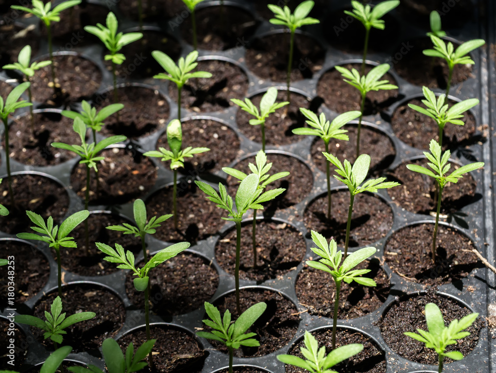 Sprout seeds of marigolds are grown. Sprout seeds of marigolds are grown.