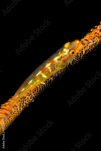 wire coral goby photo