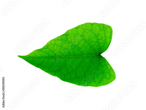 Close up a green leaf on white background.