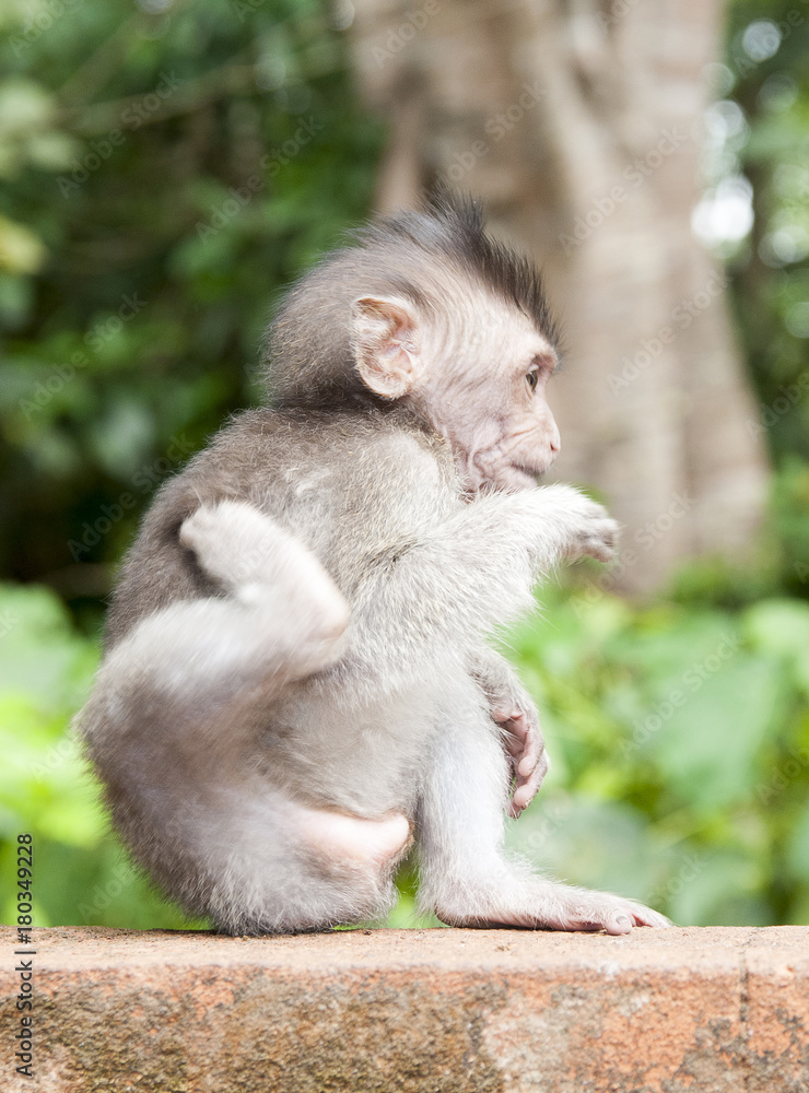 Fototapeta premium makak jawajski