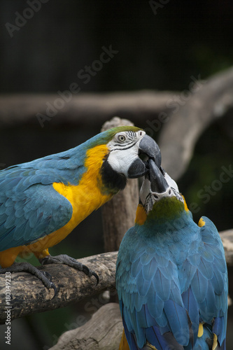 Macaw / macaw blue yellow green white