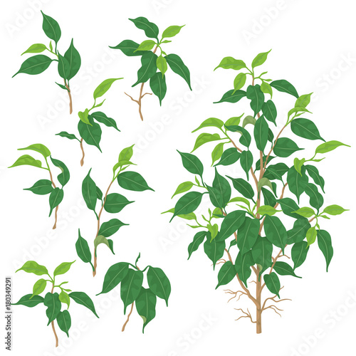 Green Ficus branches