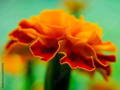 Orange and Ref Flower Macro