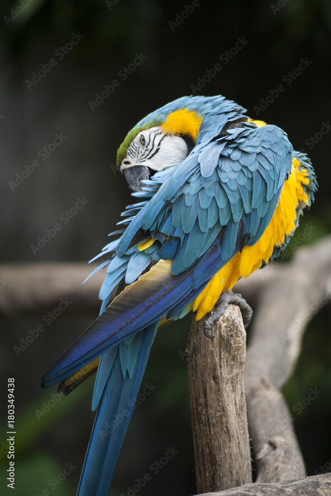 Obraz premium Macaw / macaw blue yellow green white