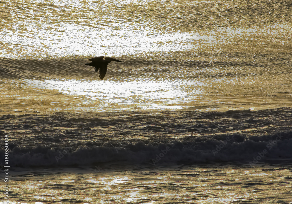 Pelican at Golden Sunset on the Outer Banks Pelican at Golden Sunset on the Outer Banks