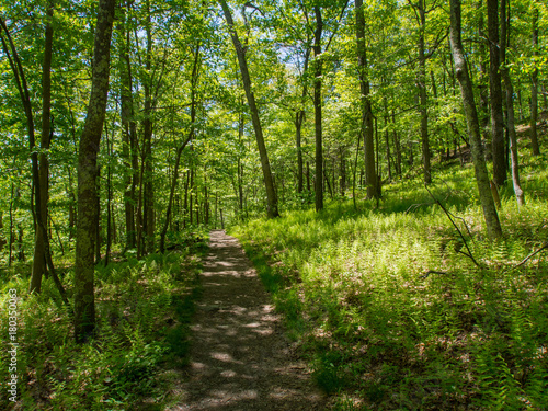 Trail Through Forest  Green Foliage  Bright Sunlight