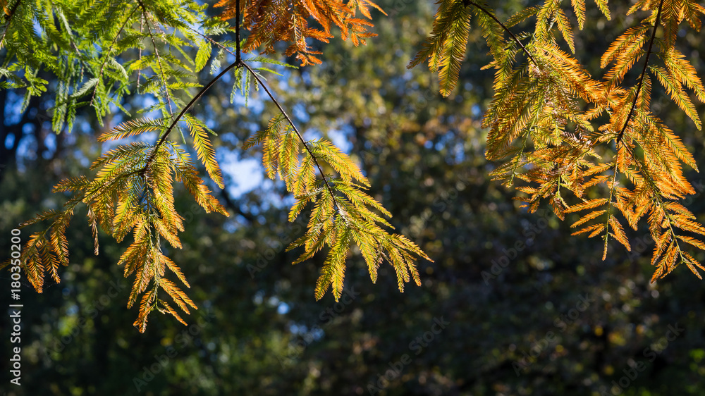 Cypress branch in autumn, nature background Cypress branch in autumn, nature background